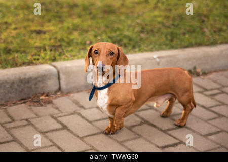 Bassotto a pelo corto in una passeggiata nel parco in autunno Foto Stock