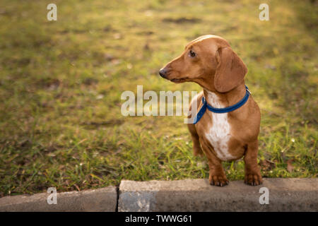 Bassotto a pelo corto in una passeggiata nel parco in autunno Foto Stock