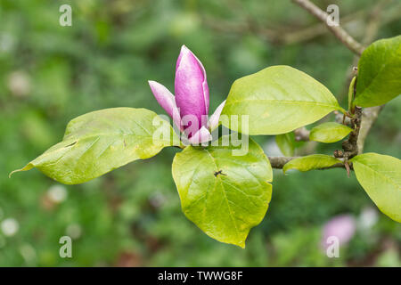 Primo piano di Magnolia ×soulangeana 'Lennei' fioritura in un giardino inglese, Regno Unito Foto Stock