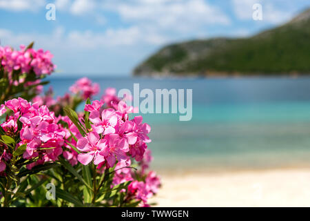 Fiori di colore rosa di oleandri vicino al mare sullo sfondo Foto Stock