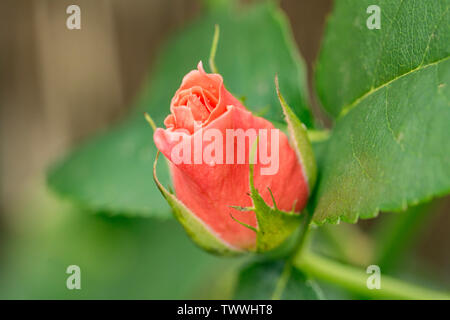 Close-up di grewn fresco bocciolo di rosa in rosa che ricordano le pesche. Foto Stock