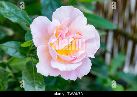 Nuovo soft rosa rosa in primavera, appena aperto. Foto Stock