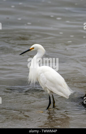 Snow White Garzetta guadare attraverso le acque poco profonde della west coast marine in cerca di pesce da mangiare guardando a sinistra. Foto Stock
