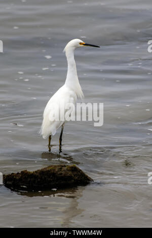 Snow White Garzetta guadare attraverso le acque poco profonde della west coast marine in cerca di pesce da mangiare. Foto Stock