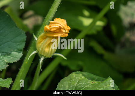 Zucchine in fiore nel giardino - Cucurbita pepo Foto Stock