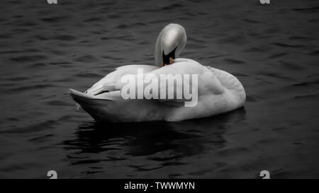 Primo piano foto in bianco e nero del cigno sul lago Foto Stock