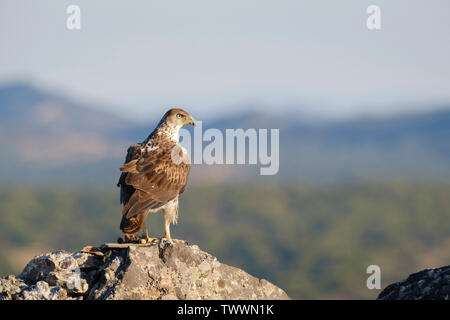 L'Aquila del Bonelli (Aquila fasciata) maschio adulto alimentazione su roccia. Extremadura. Spagna. Foto Stock