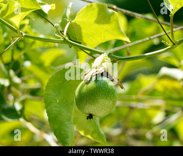 Il giallo il frutto della passione sulla vite, il frutto della passione è il frutto di un certo numero di impianti della Passiflora famiglia, Foto Stock