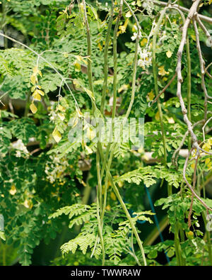 Coscia appeso vegetale nel proprio albero,Moringa Oleifera è il più ampiamente specie coltivate in genere Moringa,nomi comuni includono moringa,d Foto Stock