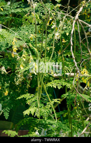 Coscia appeso vegetale nel proprio albero,Moringa Oleifera è il più ampiamente specie coltivate in genere Moringa,nomi comuni includono moringa,d Foto Stock