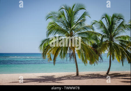 Palme di cocco sulla spiaggia di sabbia bianca nell'isola di Saona, Repubblica Dominicana Foto Stock