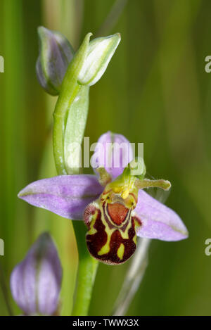 Bee Orchid - Ophrys Apifera Closeup di fiore & gemme Foto Stock