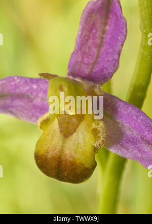 Bicolor Bee Orchid - Ophrys apifera Var. bicolor rara variazione del colore di Bee Orchid Foto Stock