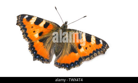 Piccola tartaruga butterfly. Aglais urticae. I lepidotteri. Uno arancione insetto alato di close-up. Aprire le ali, nero e Blue Spotted ornamento, antenne. Foto Stock