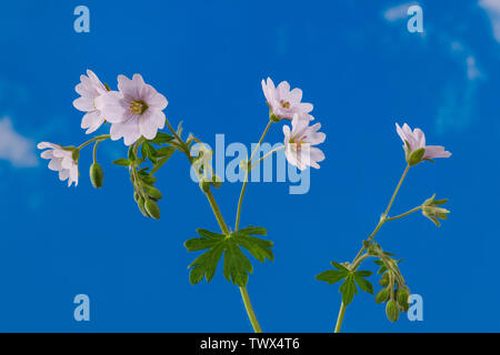 Bianco cranesbills fioritura. Blumi, boccioli verde peloso di foglie e di steli. Geranium pyrenaicum. Dettaglio di selvaggia prateria fioriscono erbe sul cielo blu sullo sfondo. Foto Stock