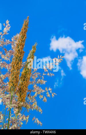 Wet fioritura graminacee. Coda di volpe teste e bentgrass. Alopecurus pratensis. Agrostis. Close-up di rugiadoso molla gambi di erba con fioriture sul cielo blu. Foto Stock