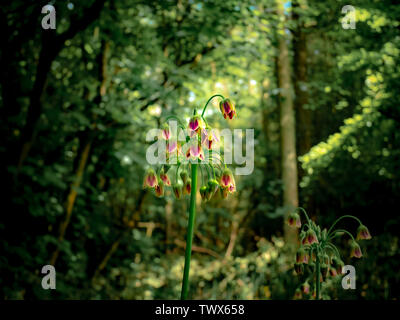 Siculum Miele di Fiori di aglio al centro della scena e nel vasto bosco. Foto Stock