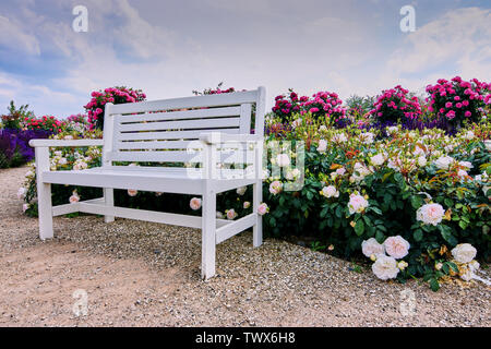 White panca di legno in un giardino di rose con un sacco di rose diferrent intorno Foto Stock