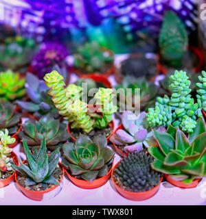 Set di varie piante succulente su uno sfondo luminoso Foto Stock