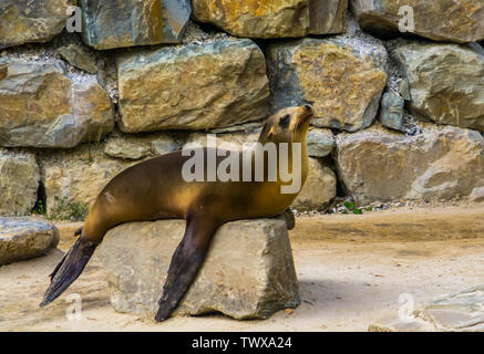 Primo piano di una california sea lion posa su una roccia, guarnizione tropicali specie dalla Costa d'America Foto Stock