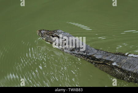 L'elemento di monitoraggio presenza acqua closeup nuoto in stagno Foto Stock