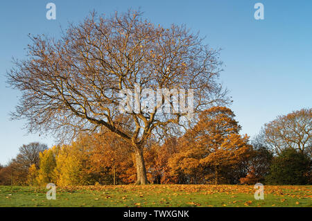 UK,South Yorkshire,Sheffield,Firth Parco in autunno Foto Stock