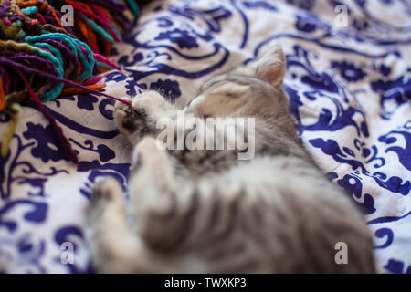 Scottish dritto. Little Grey scozzese gattino dritto a giocare. Foto Stock