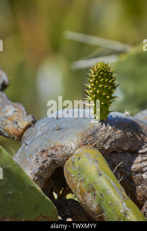 Giovani cactus paddle appena crescente off vecchio ceppo, Funchal, Madeira, Portogallo Foto Stock