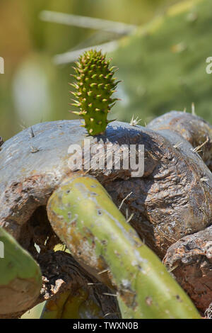 Giovani cactus paddle appena crescente off vecchio ceppo, Funchal, Madeira, Portogallo Foto Stock