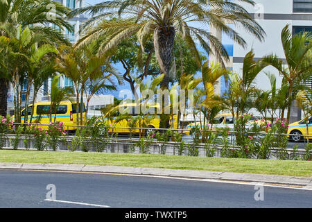 Giallo taxi nel sole tropicale di Funchal, Madeira, Portogallo, Europa Foto Stock