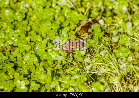 Pacific Chorus o Pacific Raganella (Pseudacris regilla) parzialmente nascosto da un impianto di stagno in Issaquah, Washington, Stati Uniti d'America Foto Stock
