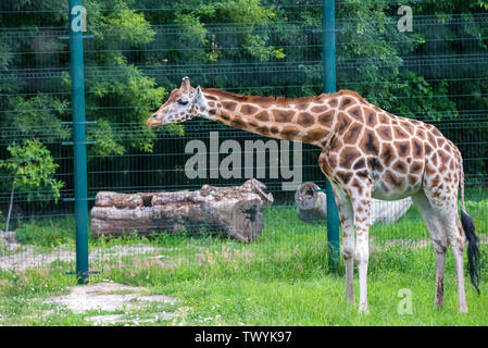 La Rothschild giraffe o Giraffa camelopardalis rothschildi passeggiate in cattività Foto Stock