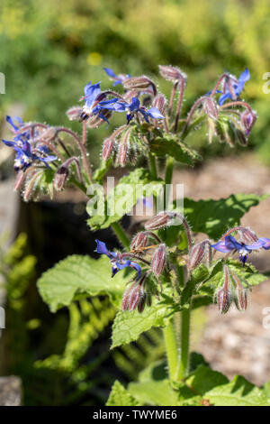 Issaquah, Washington, Stati Uniti d'America. La borragine cresce in un orto. Altri nomi di borragine sono il pane delle api, Bee Bush, Bugloss Starflower e. Foto Stock