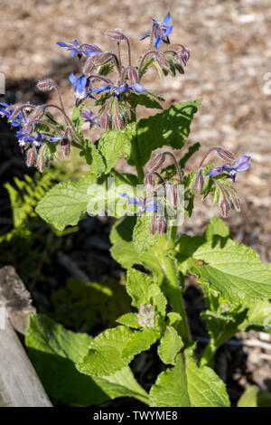 Issaquah, Washington, Stati Uniti d'America. La borragine cresce in un orto. Altri nomi di borragine sono il pane delle api, Bee Bush, Bugloss Starflower e. Foto Stock