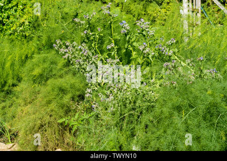 Issaquah, Washington, Stati Uniti d'America. La borragine cresce in una patch di finocchio. Altri nomi di borragine sono il pane delle api, Bee Bush, Bugloss Starflower e. Il finocchio Foto Stock