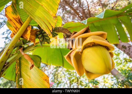 Vista dal basso del cluster di banana frutti pendenti da la struttura ad albero Foto Stock