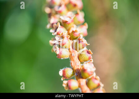 Scovolino alberi da frutto con semi close up Foto Stock