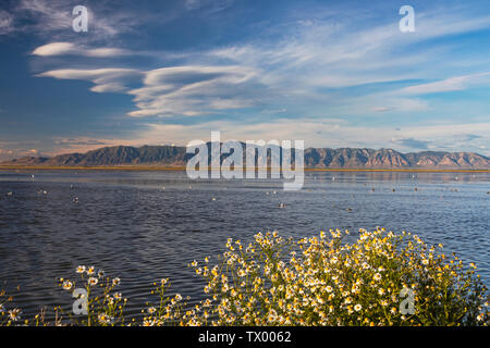 Questa è una vista del Wellsville montagne in distanza e acque della unità 2 a Bear River uccello migratore rifugio vicino a Brigham City, Utah, Stati Uniti d'America. Foto Stock