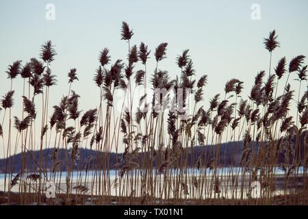 Alta e bella vegetazione vicino al lago Foto Stock