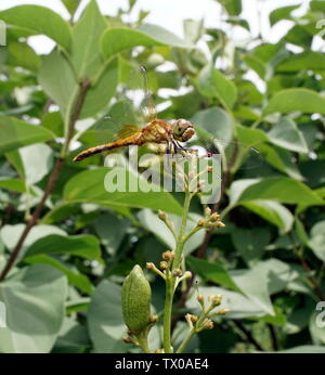 Dragonfly appollaiato su un gambo lilla Foto Stock