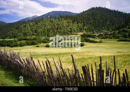 Sanke Gannan prairie Foto Stock