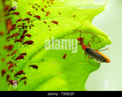 Leatherwing lanuginosa o soldato beetle (Pdabrus tomentosus), attaccando un afide. Foto Stock