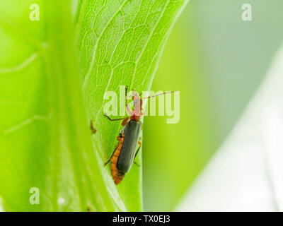 Leatherwing lanuginosa o soldato beetle (Pdabrus tomentosus) terminando un pasto di afide. Foto Stock