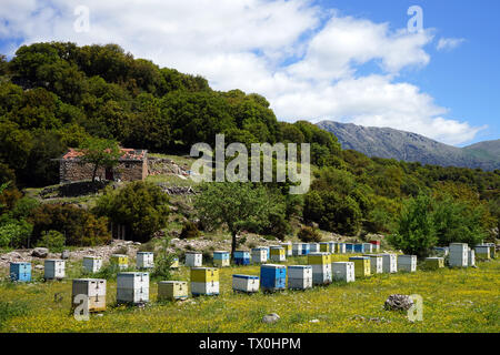 Apiario con alveari nei pressi di collina verde foresta e in Grecia Foto Stock