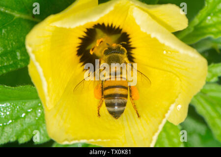 Africanised miele delle api (Apis mellifera scutellata) su un Turnera subulata fiore in Panama. Foto Stock