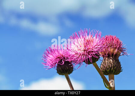 Tre malinconia fiori di cardo stand insieme contro il Cielo di estate in corrispondenza delle zone rurali della Finlandia. Foto Stock