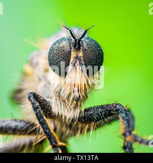 Assassino esotici o brigante Fly Asilidae insetti ditteri su erba verde Foto Stock