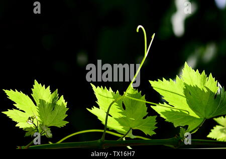 Uva verde sull'uva tree Foto Stock