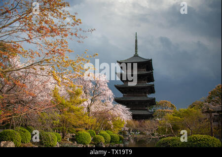 Fiore di Ciliegio Alberi di fronte a Pagoda dell'edificio. Primavera presso il Tempio Toji a Kyoto con scuri, umore sfondo cielo Foto Stock