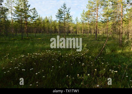 Palude Foresta in bianco dei fiori di rosmarino selvatico circondata da alberi di pino di sunrise Foto Stock